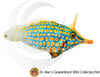 Orangespot Filefish