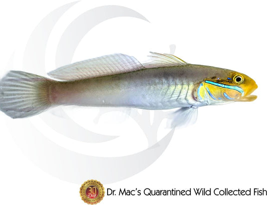 Golden Head Sleeper Goby (Valenciennea strigata) saltwater aquarium fish with golden-yellow head, pale body, and sand-sifting behavior for reef aquariums