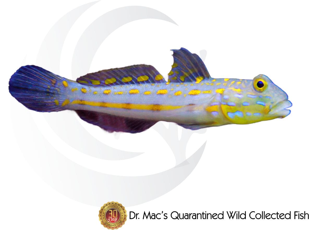 Orange Spot Sleeper Goby