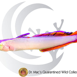 Purple Firefish (Nemateleotris decora) saltwater aquarium fish with white and yellow body, vivid purple fins, elongated dorsal fin, and peaceful reef-safe behavior