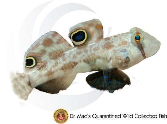 Twin Spot Goby (Signigobius biocellatus) saltwater aquarium fish with two distinctive false eye spots, patterned body, and peaceful sand-sifting behavior