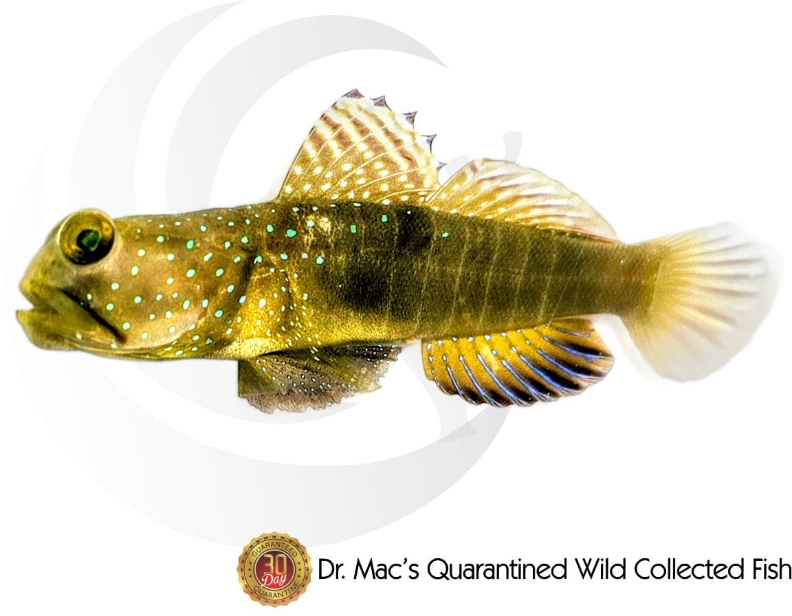 Crytocentrus cinctus