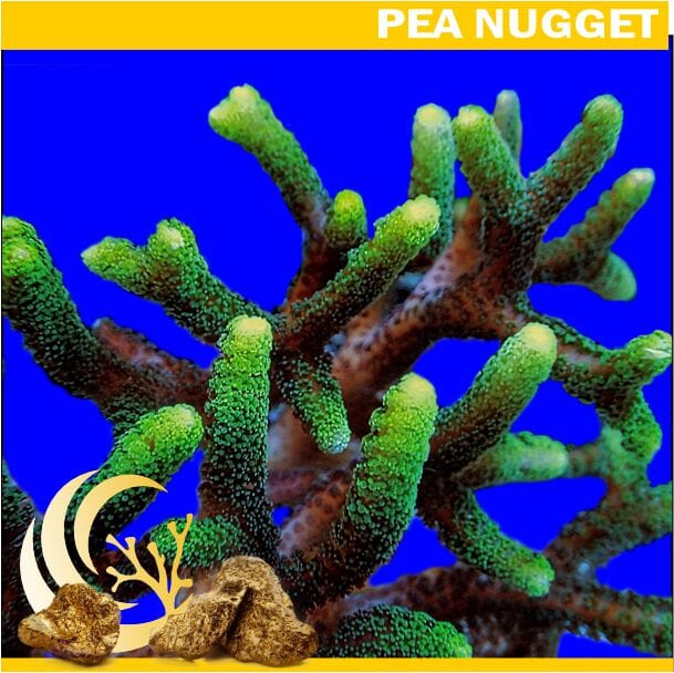 Nugget Chunky Green Tip Bird&