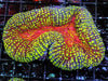 Fire Mouth Lobophyllia