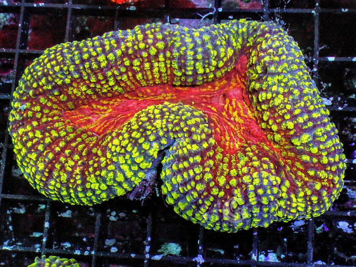 Fire Mouth Lobophyllia