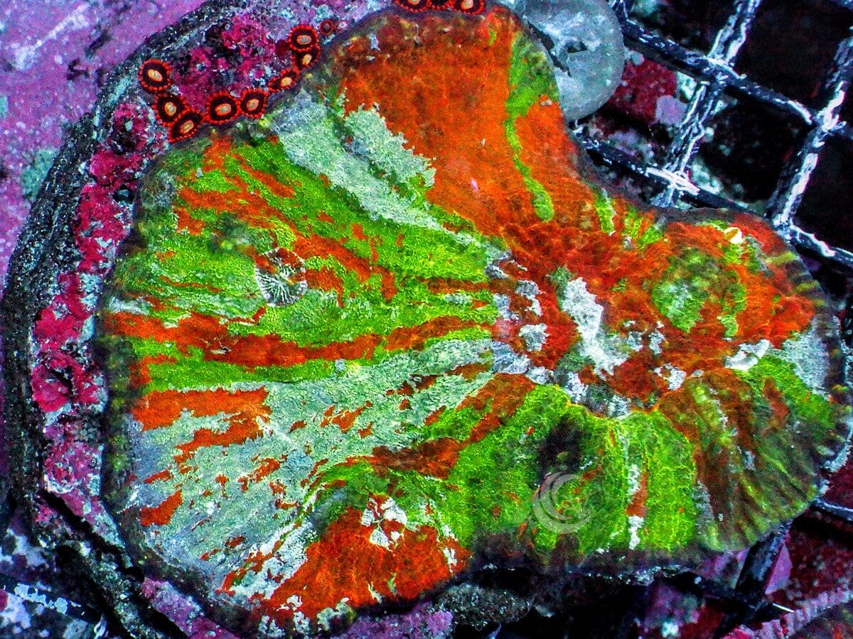 Amazing Rainbow Australomussa with Zoa Hitchhikers