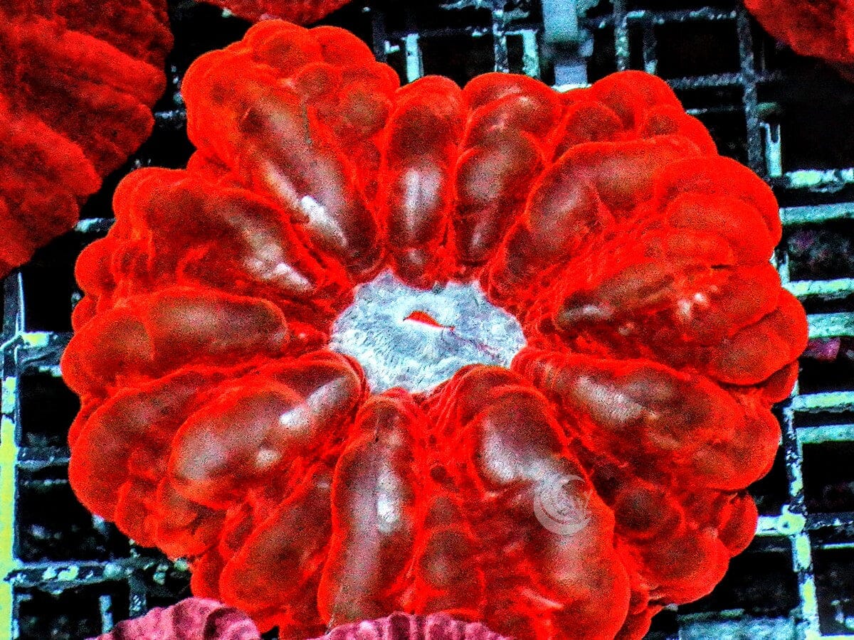 Super Red Translucent Cynarina