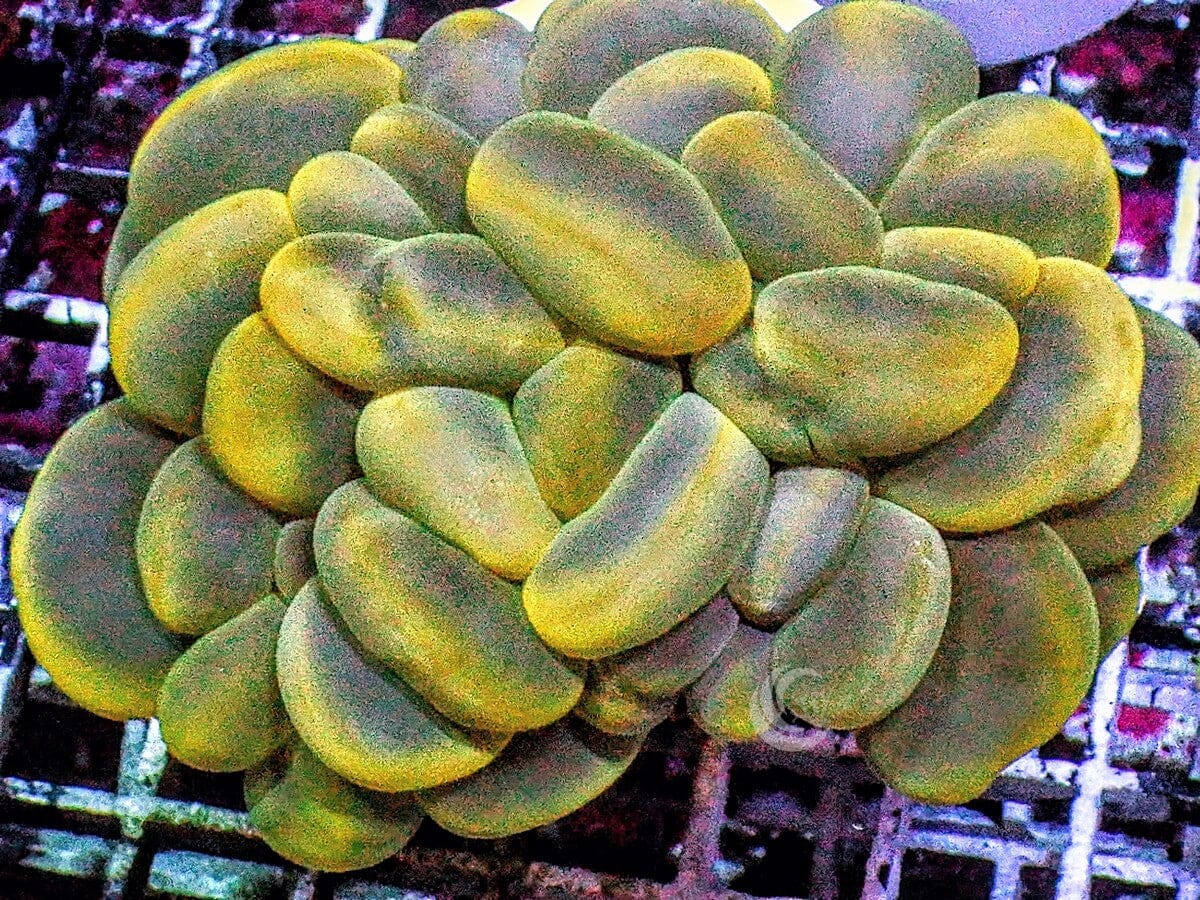 Lemon-Lime Cat's Eye Bubble Coral
