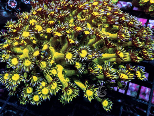 Glitter Bomb Goniopora