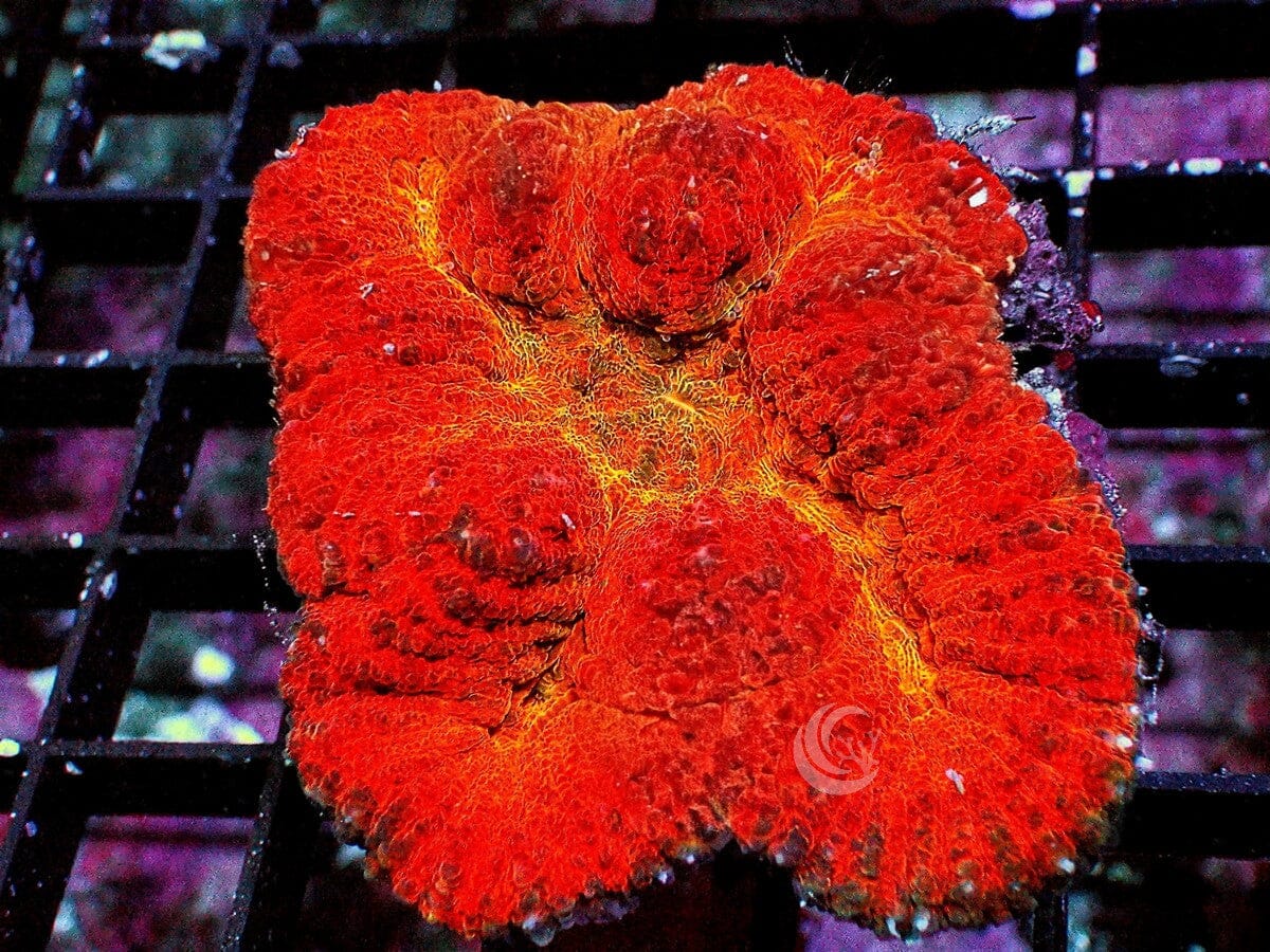 Red-Orange Lobophyllia