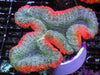Hot Lips Lobophyllia