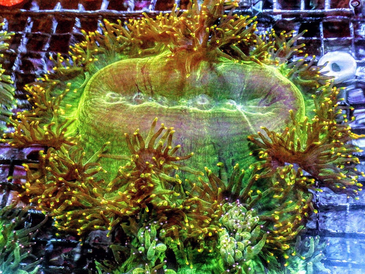 Yellow-Gold tip Elegance