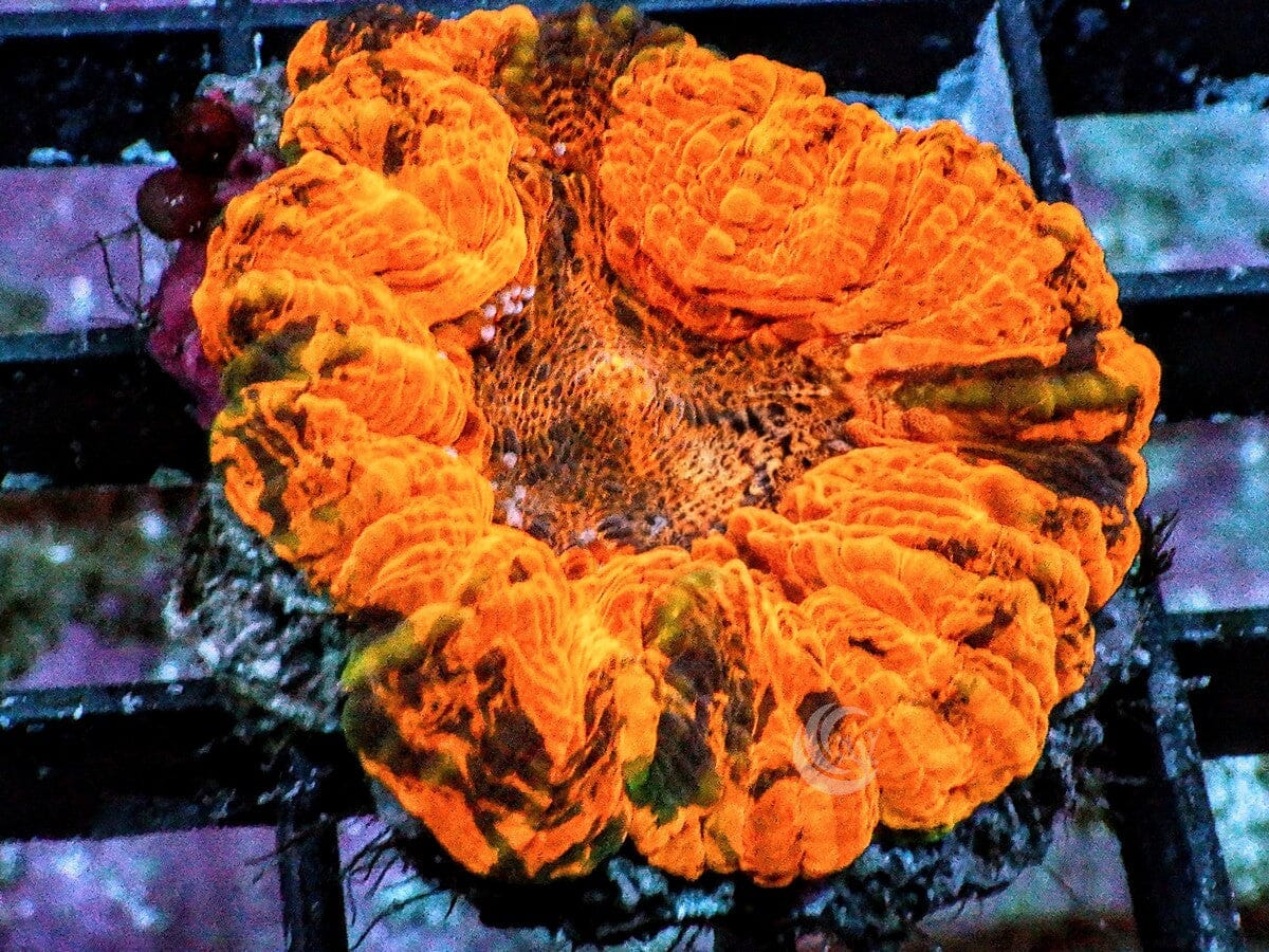 Super Orange Mini Scolymia