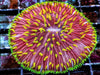 Yellow Polyp Red Fungia
