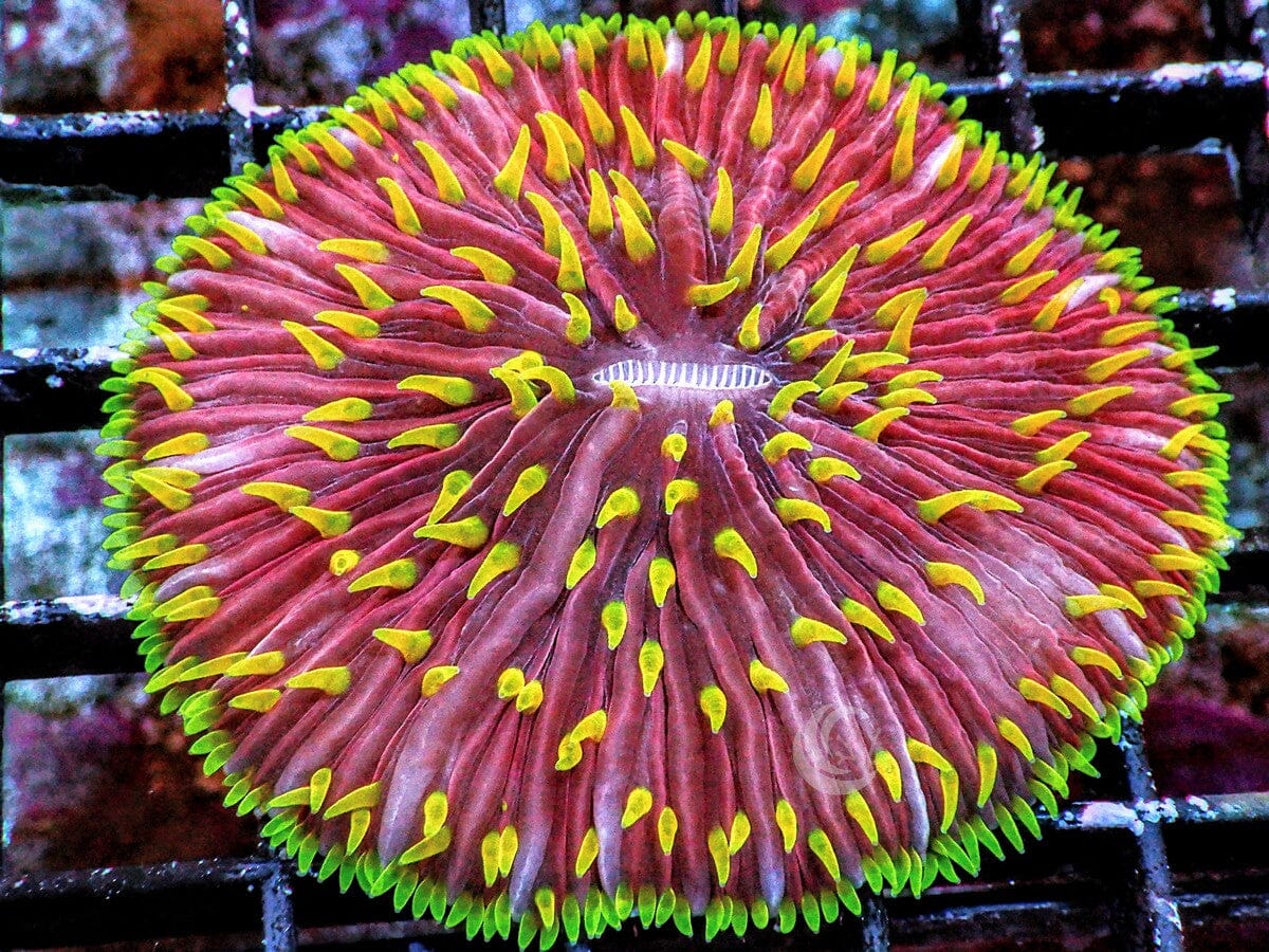 Yellow Polyp Red Fungia