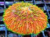 Yellow-Green Polyp Orange Fungia