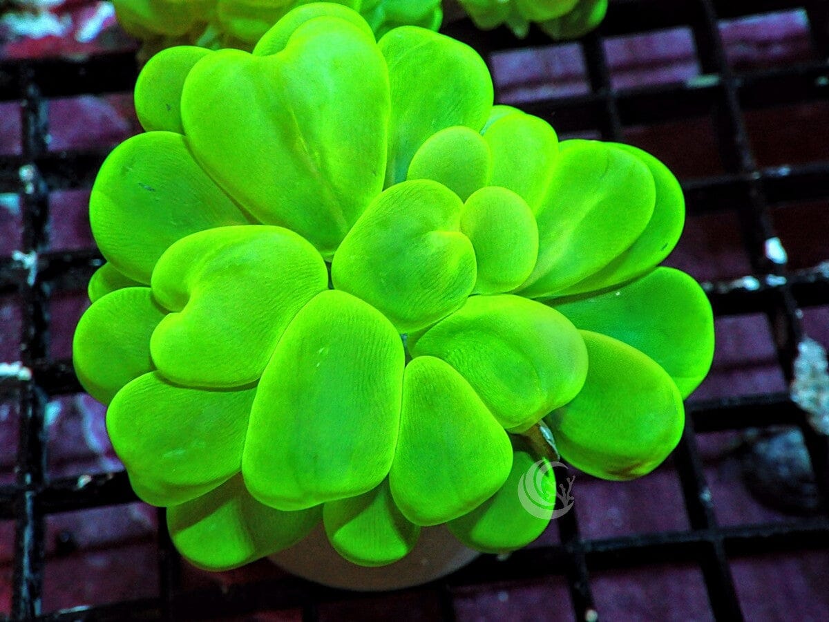 Green Bubble Coral