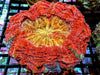 Orange-red Acanthophyllia 
