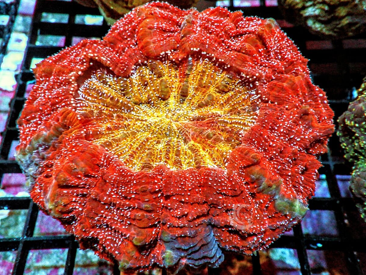 Orange-red Acanthophyllia