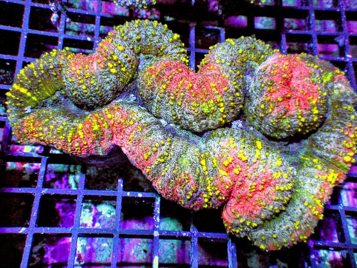 Rainbow Lobophyllia