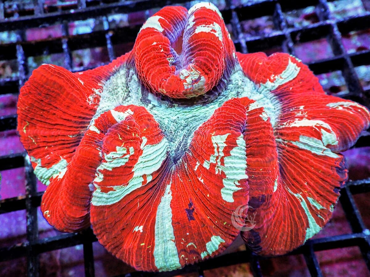 Red-Teal Trachyphyllia