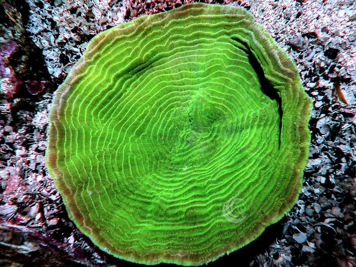 Green Elephant Skin Pachyseris