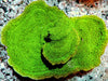 Green Polyp Plating Montipora