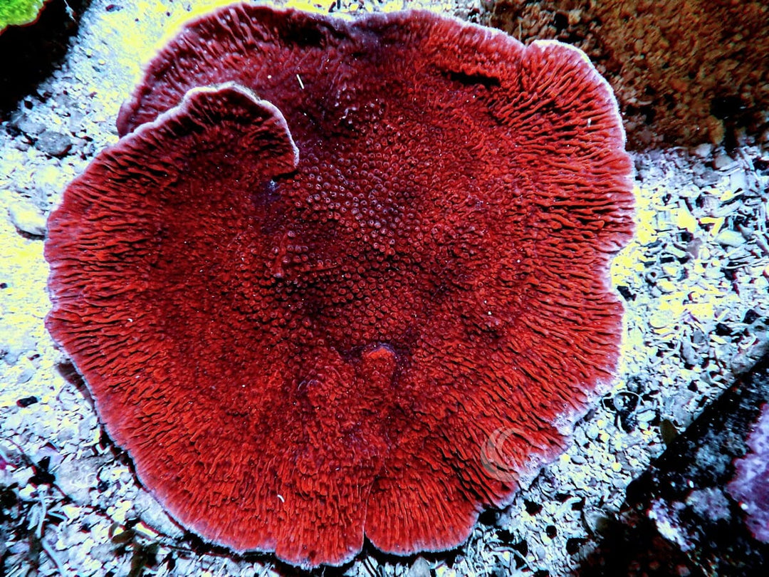 Cherry Plating Montipora