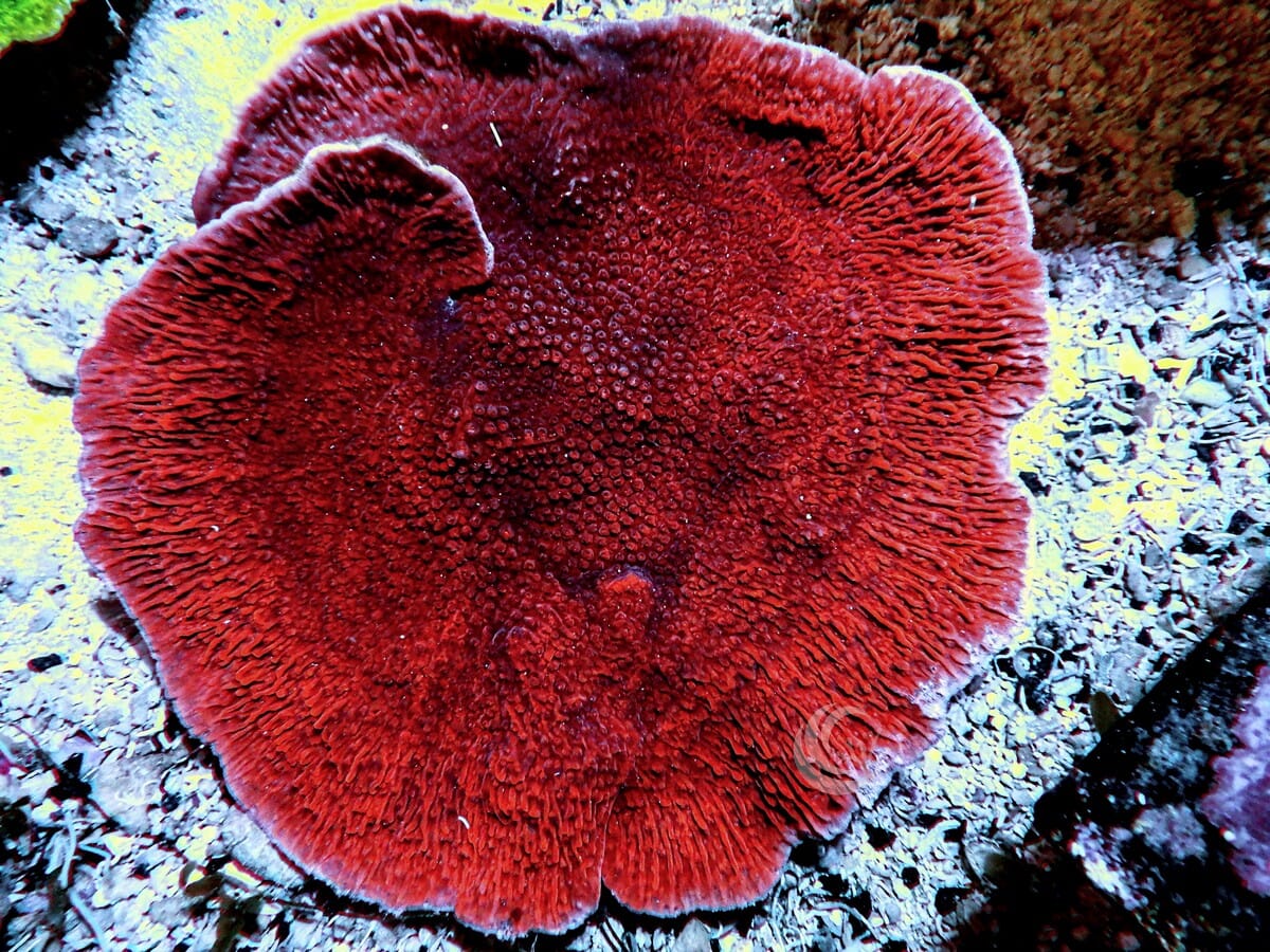 Cherry Plating Montipora
