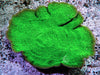 Green Plating Montipora