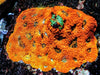 Super Orange Acan echinata
