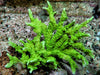 Branching Green Montipora