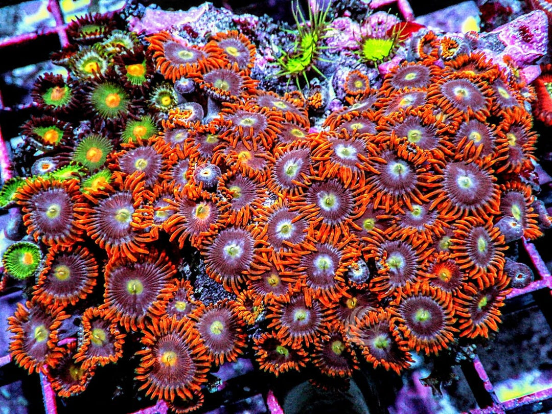 Zoanthid Combo