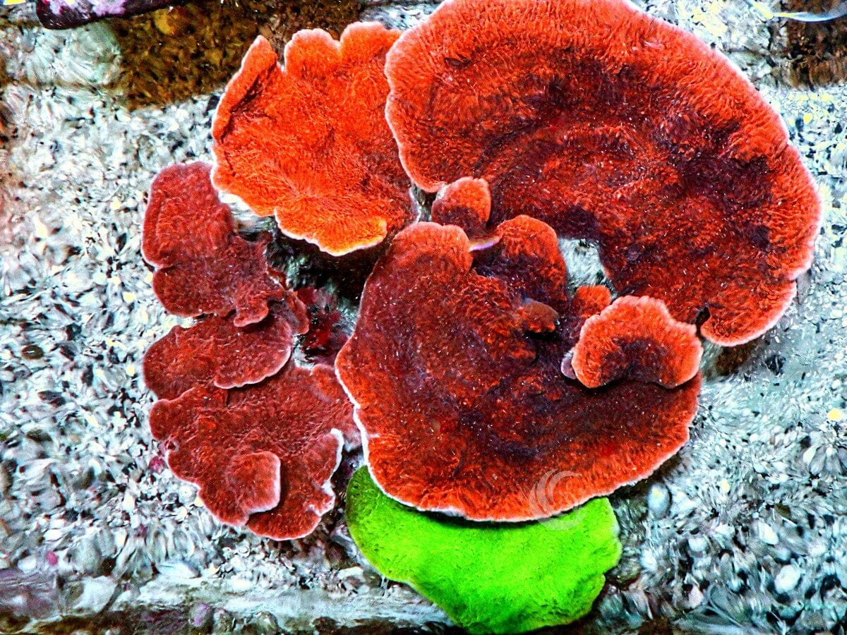 Jumbo MultiColor Plating Montipora – Pacific East Aquaculture