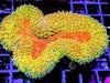 Red-Orange Lobophyllia