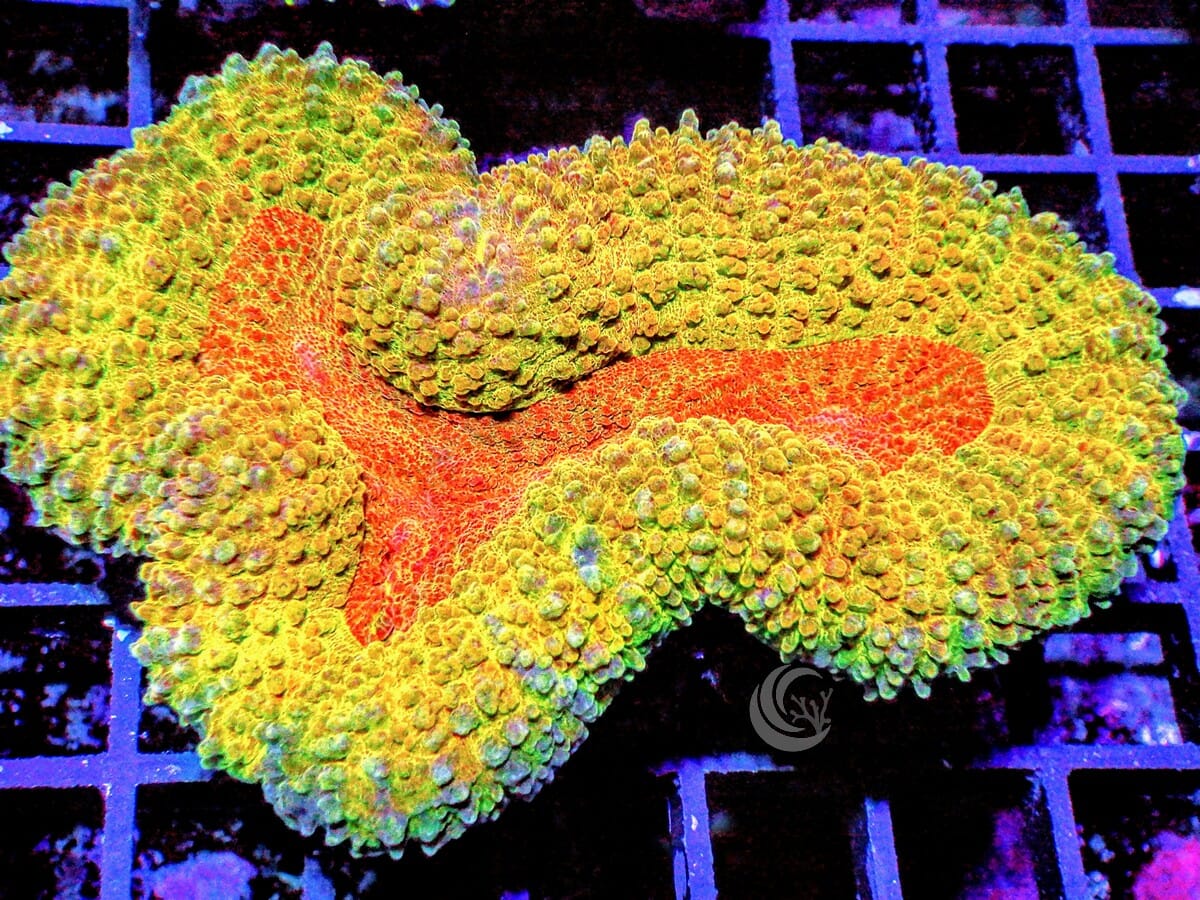 Red-Orange Lobophyllia