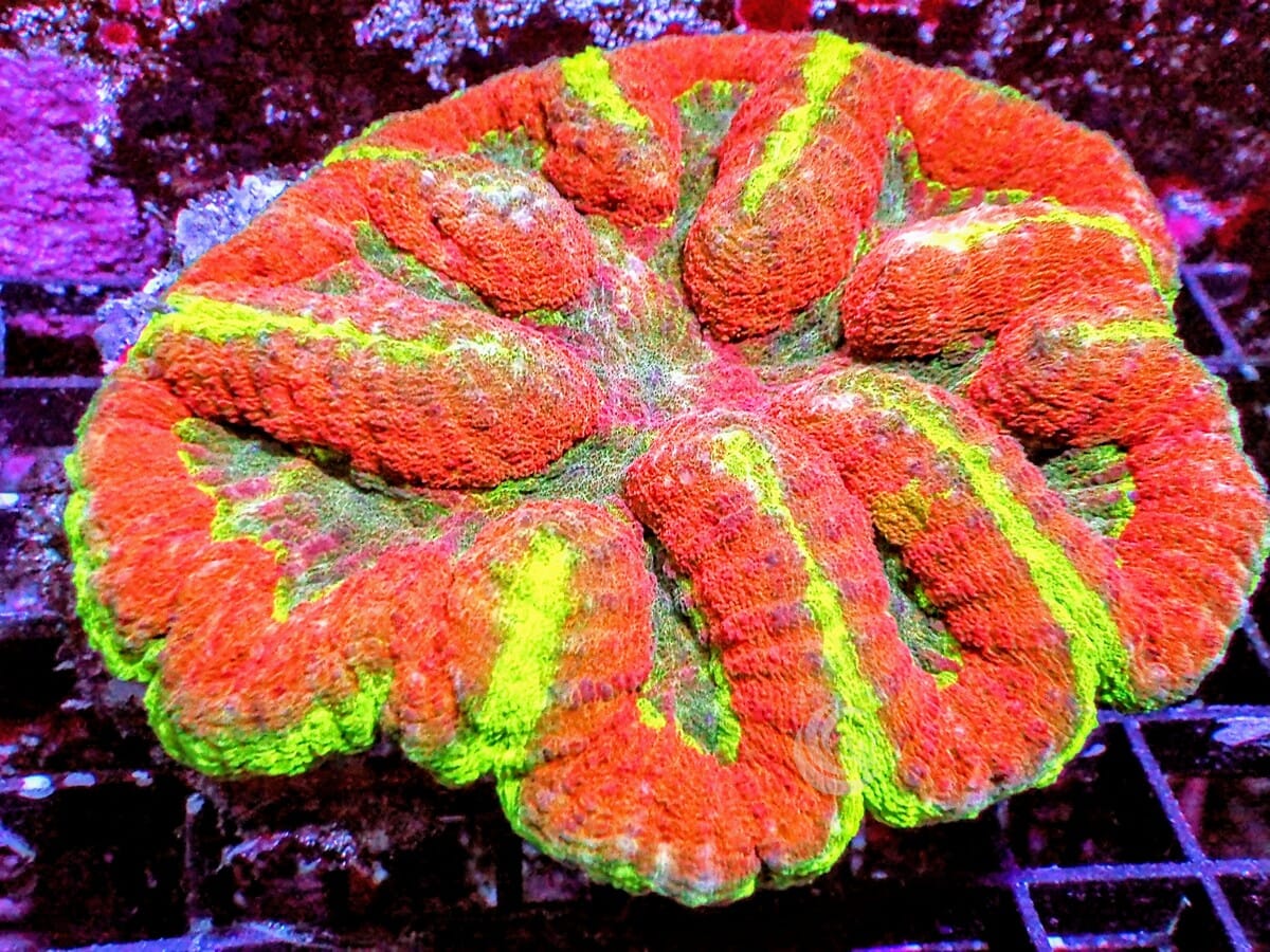 Symphilla Red-Green Symphyllia – Pacific East Aquaculture
