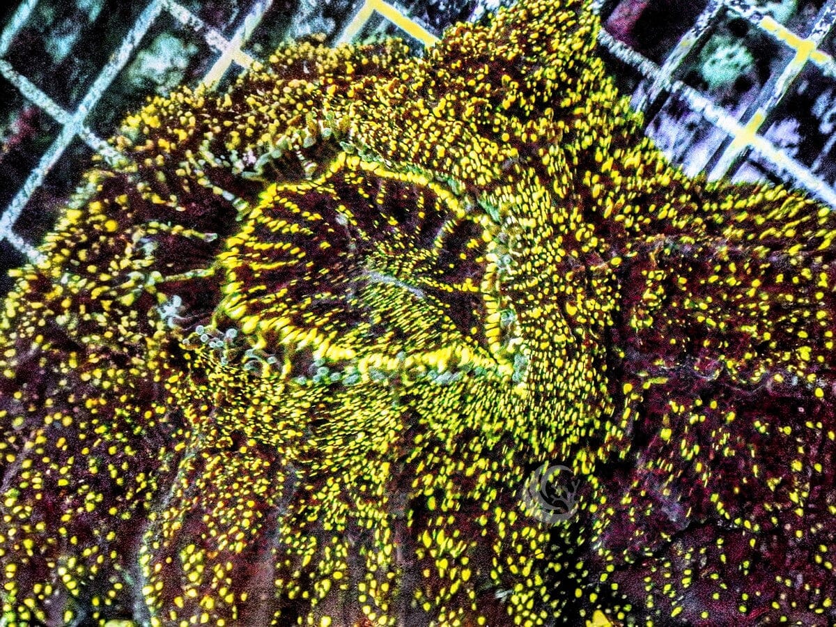 Sparkling Acanthophyllia