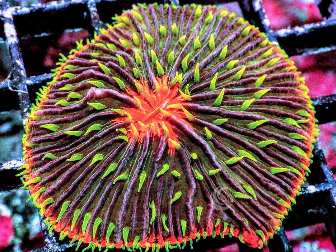 Lime Polyp Solar Flare Fungia