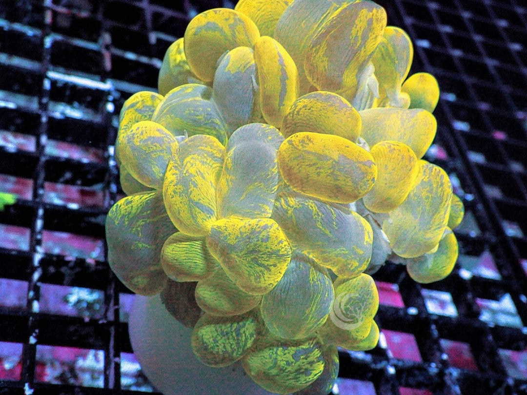 Mottled Bubble Coral