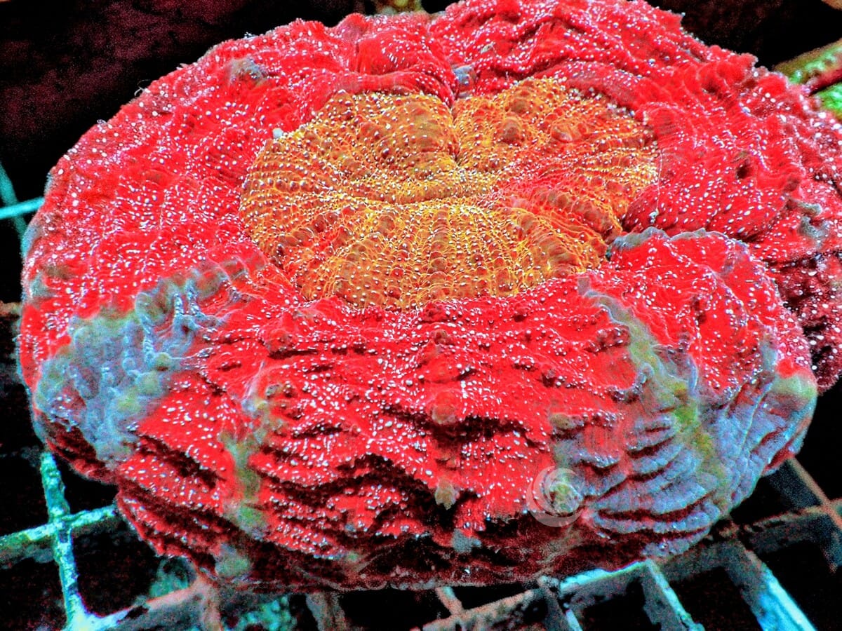 Ultra Acanthophyllia