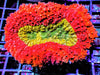 Red-Yellow Lobophyllia