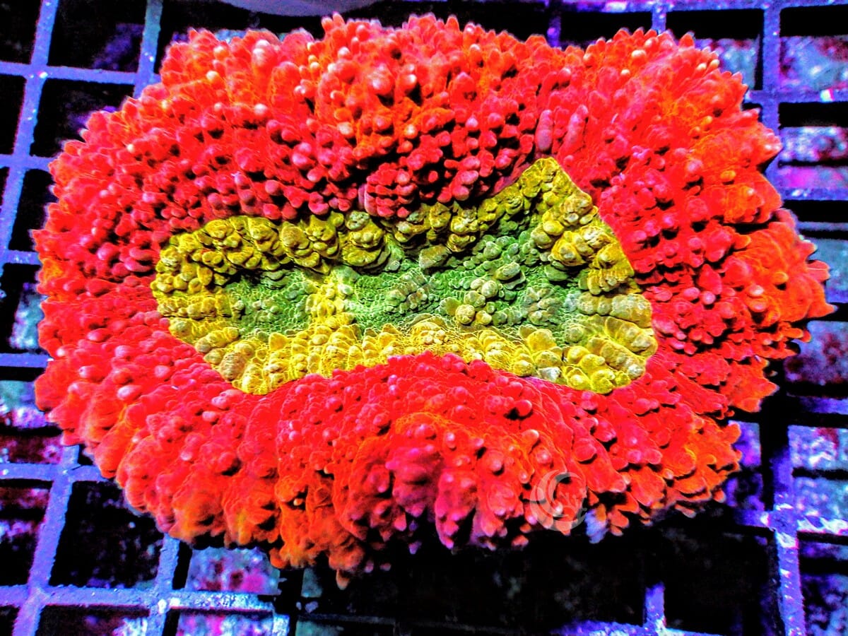Red-Yellow Lobophyllia