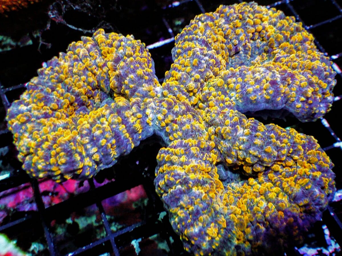 Yellow-Gold Lobophyllia