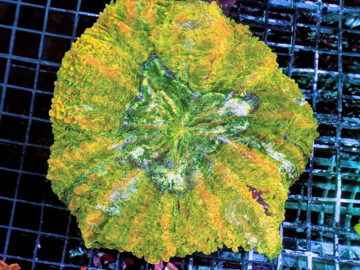 Yellow-Green Acanthophyllia