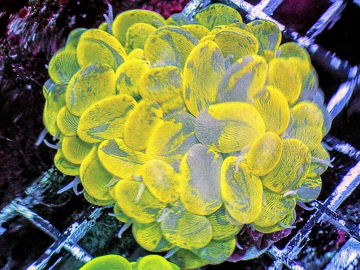 Mottled Bubble Coral