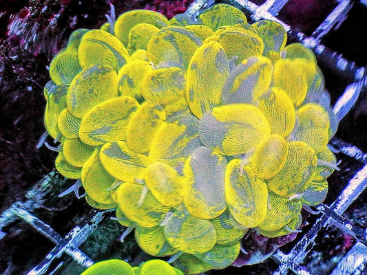 Mottled Bubble Coral