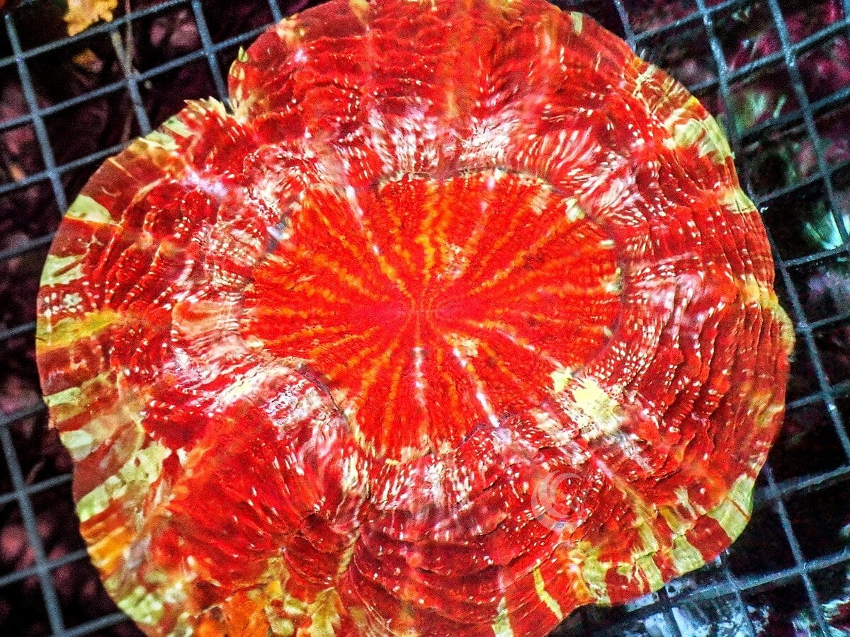 Ultra Acanthophyllia