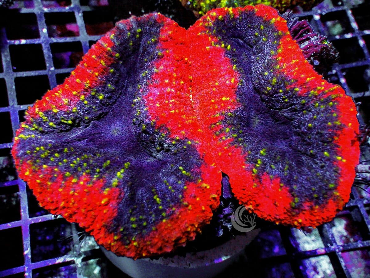 Bright Red rim Lobophyllia