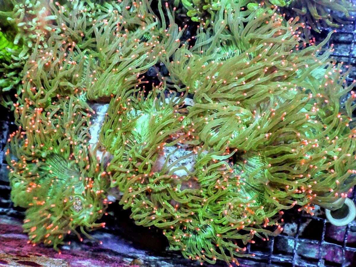 XLg Pink tip Elegance